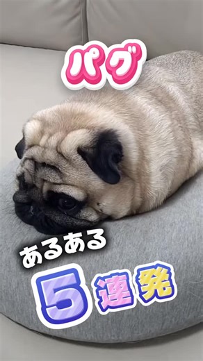 わんちゃんねる on Instagram: "“うちの子かわいい！”をもっと楽しめる💖 フォローで仲間になってね🐶 ▶︎ @1.wan_chan 動画に登場してくれたお友達ありがとうございました✨️ @pug_ancoro あんころちゃん、みたらしちゃん @umemiya_paguco 梅子ちゃん @hanamogeta2525 大吉くん @fuku_kaori_m 福ちゃん 癒しの詰まったアカウント、ぜひ覗いて見てね👀💕︎ #愛犬 #いぬのいる暮らし #パグ #犬あるある #鼻ぺちゃ"