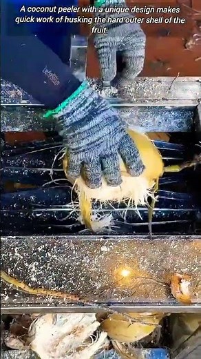 Automated Coconut Peeling Machine in Action.