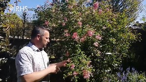 9K views · 124 reactions | Principal Horticultural Advisor James Lawrence explains which plants are thriving in late spring. Enjoy stunning foliage contrasted with striking blooms, and a few tips on how to bring colour to your garden  rhs.org.uk/growathome #GrowAtHome | RHS - Royal Horticultural Society | Facebook
