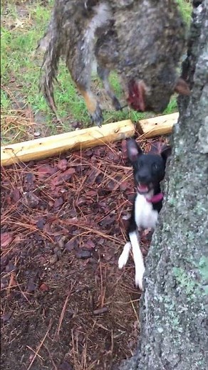 Squirrel dog training. Mountain Feist Squirrel dogs