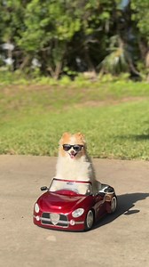 97K views · 6.4K reactions | Check out all my rides! I'm a unique therapy dog for sure... I use all my custom vehicles to connect to different people and also for safety videos with law enforcement. Wait until you see my new boat...... #smilesfurmiles #therapydog #motorcycle #cars #plane #soupcan3000 | Koda the Fluff | Facebook