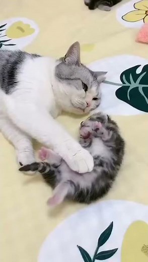 mommy cat hugs baby kitten having a nightmare