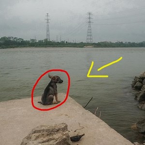 4.6K views · 287 reactions | Saving a Stranded Puppy | Animal - Rescue Center | Facebook