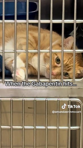 Gabapentin for Cats: What You Need to Know