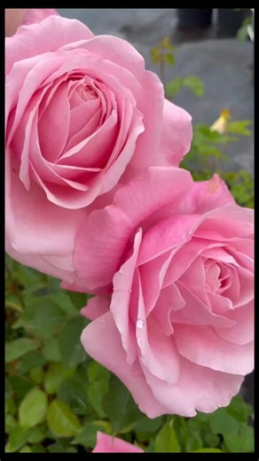 Introduced in 1992 by Dr. Robert Basye, ‘Belinda’s Dream’ is a relatively young shrub rose — and the very first to receive the Earth-Kind® designation for its ability to flourish with minimal care in variable conditions. Though it carries the refined look of a hybrid tea, it proves far tougher than expected. It offers impressive disease and heat resistance, along with a soil tolerance far greater than its elegant appearance would suggest. Named for the daughter of one of Basye’s friends, it prod