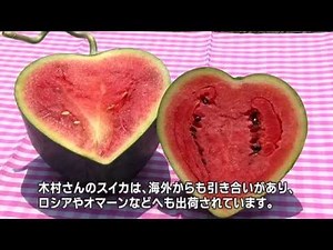 熊本はスイカがうまい県！ Kumamoto Prefecture, whose watermelons are the tastiest!