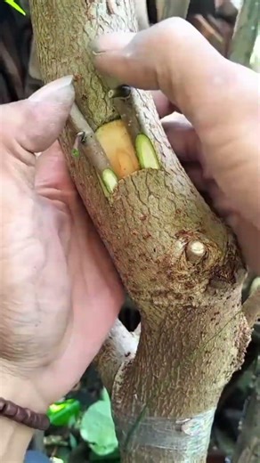 Plant Grafting Tutorial: Easy and Effective