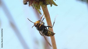 Bee wasp grooming insect cleans his antennas mandibles and face, details