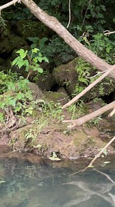 Blowing Spring | Floating the Ozarks