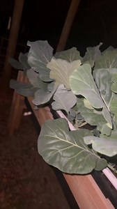 Did you know? The best time to harvest collards is at NIGHT! 🌙 🌌🥬 Harvest them after dark for the freshest flavors! 🥬💚 #HarvestTime #CollardGreens #NightGardening #fyp #freshproduce #simpleliving #countryliving #containergardening #farmtotable #raisedgardenbeds #farmfresh | Jesus King McCoy
