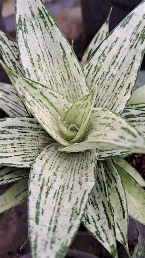 The thin-leaved sansevieria with silver color looks simple and elegant #snakeplant #lidahmertua🌏 | Kang Anto