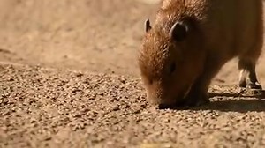 The pitter-patter of tiny capybara feet... | Chester Zoo