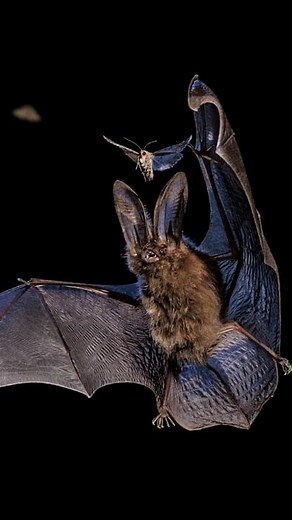 67K views · 1.7K reactions | How do you photograph the impossible? Hear Nat Geo Photographer Mark Thiessen explain how he captured a bat eating a moth in darkness—one of our top images of 2022. See more of our Pictures of the Year: https://on.natgeo.com/3IgB3xh Photos and video by Mark Thiessen. | National Geographic | Facebook