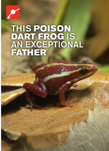 Did you know poison dart frogs are great fathers? 🐸 Our Anthony’s poison dart frogs (Epipedobates anthonyi) have incredible fatherhood instincts. In the wild, they will guard their eggs on the forest floor for up to two weeks. Once they hatch, the tadpoles will shimmy onto dad’s back, and he will take them to drop them off at a nearby body of water to grow, sometimes taking multiple trips! #FathersDay #AmazingFacts #LearnOnTikTok #Frogs #Science