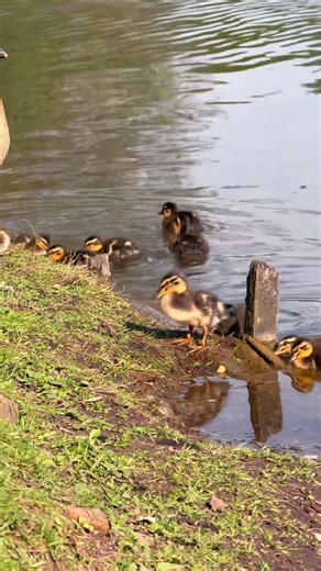 So viele kleine Küken 😍 Entenfamilie im Park