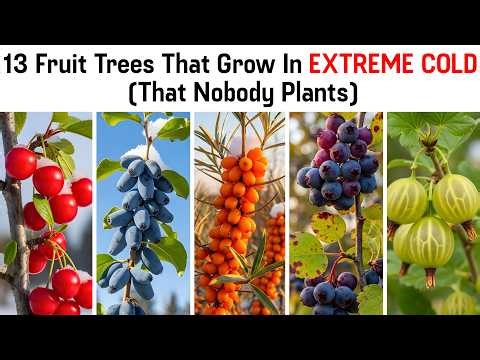 13 Fruit Trees That Grow In Extreme Cold (That Nobody Plants)
