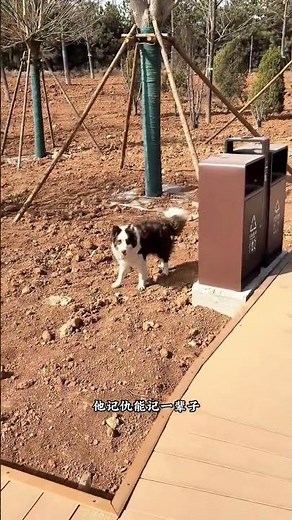 Adorable Border Collie Tricks: Master of Agility
