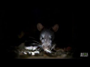 Rat Infestation | Infested!