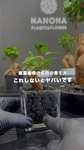 6月の観葉植物はこれやって