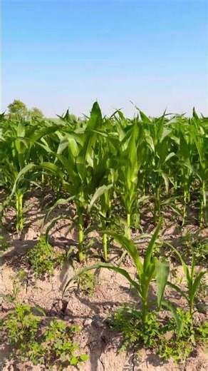 اس کسان نے مکئی کی فصل کو ایسا کیا دیا کہ یہ اتنی بڑی ہو گئی؟ جانیے! Can you guess how many days is?