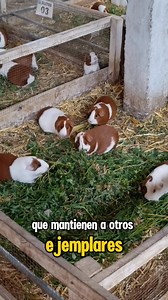 Elimina piojos y ácaros externos de tus cuyes 🐹 #animalesdegranja #cuy #viralreelsシ #cuyes #granja #crianzaconsciente #emprendedores #bienestaranimal | Granja El Chapo