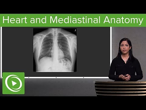 Heart and Mediastinal Anatomy – Radiology | Lecturio