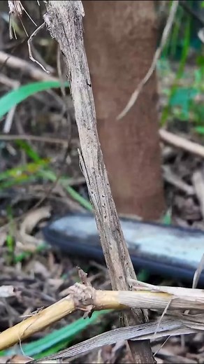 80K views · 1.3K reactions | Clean house and cutting down trees #cleaning #clean #cleanup #cuttingdown | Clean The Old House | Facebook