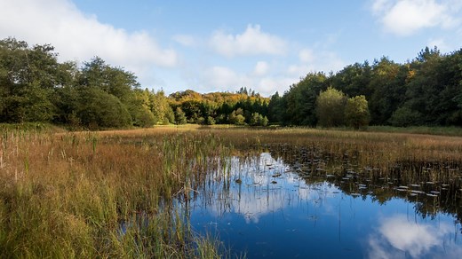 Inside Ireland's most popular forest park with 'beautiful trails', and castle