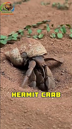 The mysterious life of Hermit crab