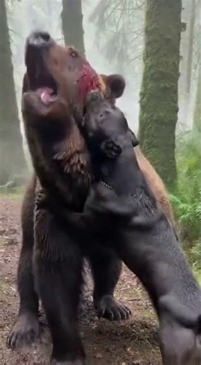 Cane Corso vs Bear for Epic Battle to the Finish!