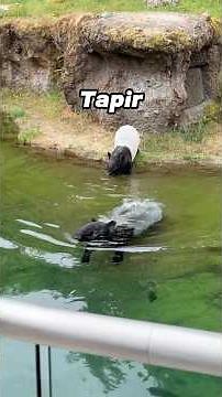 Tapirs being adorable weirdos #animals #tapir #funny #cute #fyp