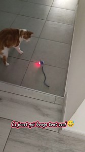 Bonsoir mes p'tits Bonheurs 🌸🤩 Ça y est, enfin le weekend ! 🥳 On vous montre enfin le jouet qu'on a offert aux minouchats 😅 Profitez en pour compléter la hote du vieux barbu car eux 🐱🐶 aussi méritent des cadeaux 🎁 https://s.click.aliexpress.com/e/_c2Qz7WjX Plein d'autres idées dans le lien en bio, rubrique "pour les animaux" 😘 N'hésitez pas à me demander ce que je pense d'un article 😉 On vous souhaite plein de Bonheur ❤️🏡🌸 #bonheur #chat #cat | Ma Maison du Bonheur