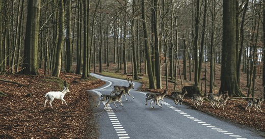 Revolutionary wildlife crossing has been connecting habitats and saving lives on roads