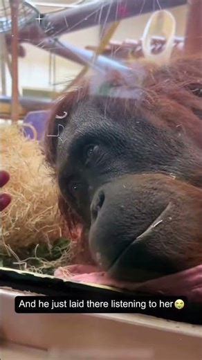 A gorilla sees a human baby for the first time 🥰#baby #gorilla #cute #love