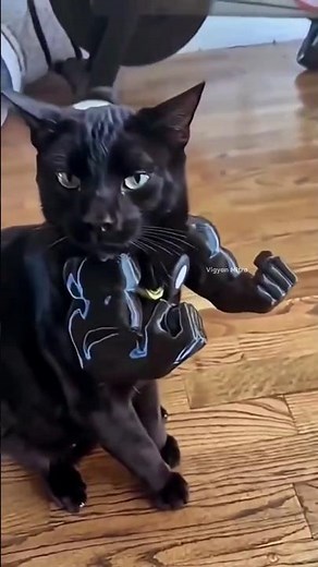 Put a Clip on a Cat’s Neck… and This Happens! 💀