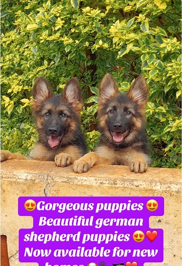 Gorgeous German Shepherd Puppies for Adoption in Kenya
