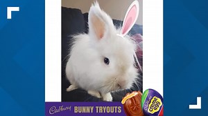 Pepper Pike rabbit among top 10 finalists in contest to be next Cadbury Bunny