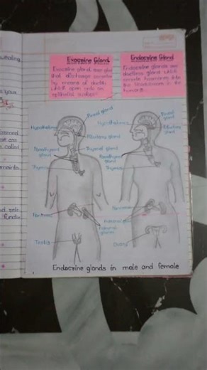 Explain Endocrine Glands In Male And Female With Digram #science #organ system #endosteum