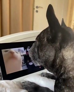 Finally a good music ⁠ (SOUND ON)⁠ Credit--@tom_kings_kennel...