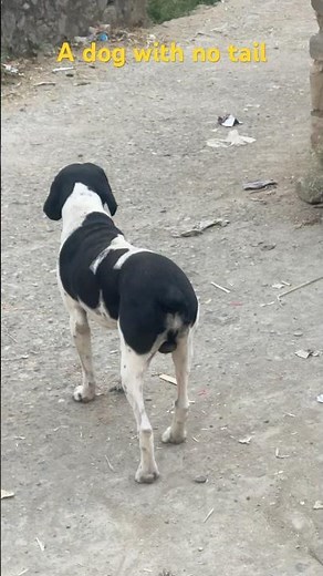 A dog with no tail #shorts #dog #shortvideo