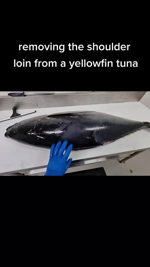 Deboning Yellowfin Tuna: A Satisfying Fishmonger Work