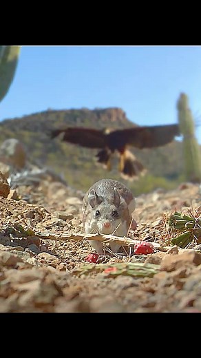 1M views · 6.9K reactions | hawk vs mouse #prey #hawk #animalworld #reels #fbreels | Ateuluz Nat II | Facebook