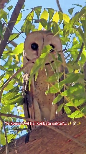 A Barn Owl's hunting technique is nightmare fuel #owl #predator #wildlife