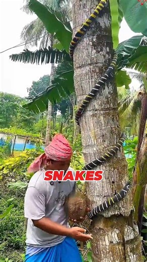Have You Seen This Amazing Trick Farmers Use? 🐍🥥
