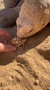 96K views · 2.2K reactions | All About Turtles on Reels | Facebook