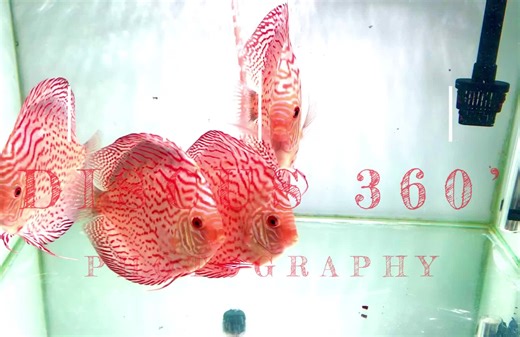 Premium Golden Red Pigeon Discus Fish for Sale