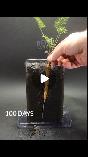 Boxlapse | 100 days in 38 seconds. Seed to carrot 🥕 Subscribe to boxlapse on youtube for more! #timelapse #timelapsevideo #timelapsephotography... | Instagram