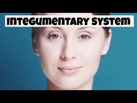 Why the integumentary system is important? (Skin,nails, and hair)
