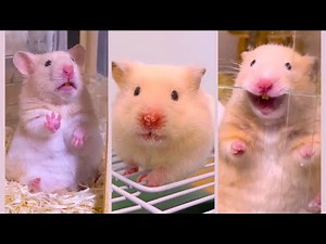 Funny and Cute Hamster Videos Compilation - Funniest Hamsters Of All Time 2022 - #17