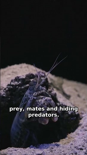 Mantis Shrimp: The Animal That Sees Invisible Colors